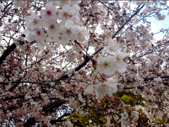 20260405_154301-1-1-1